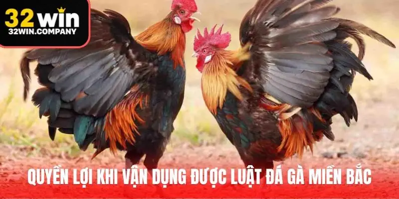Quyền lợi khi vận dụng được luật đá gà miền Bắc