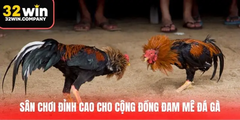 Trang đá gà uy tín 32Win - Sân chơi đỉnh cao cho cộng đồng đam mê đá gà